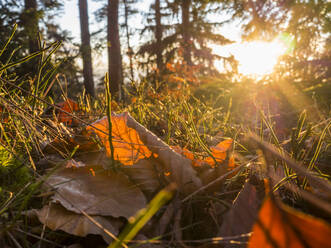 Gefallene Blätter liegen im Gras mit Sonnenuntergang im Hintergrund - HUSF00336