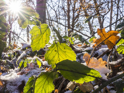 Laub im Winterwald an einem sonnigen Tag - HUSF00337