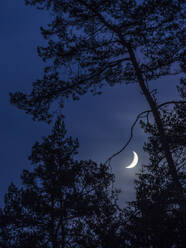 Silhouettes of trees at night with crescent moon glowing in background - HUSF00339