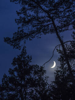 Silhouetten von Bäumen in der Nacht mit leuchtenden Mondsicheln im Hintergrund - HUSF00339