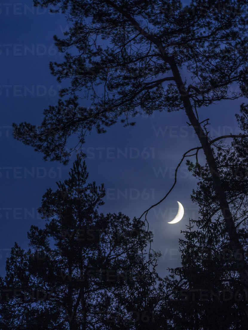 Silhouettes of trees at night with crescent moon glowing in