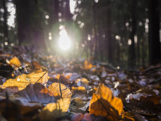 Gefallene Blätter auf dem Boden liegend mit Sonnenuntergang im Hintergrund - HUSF00340