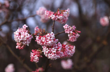 Rosa blühende Schneeballblüten (Viburnum) - JTF02289