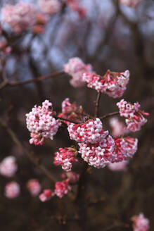 Rosa blühende Schneeballblüten (Viburnum) - JTF02290