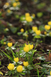 Gelb blühender Winter-Aconit (Eranthis hyemalis) - JTF02291