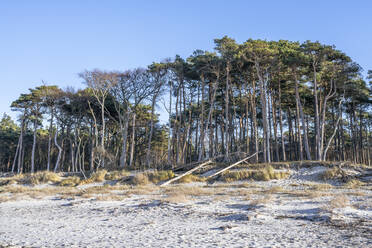 Deutschland, Mecklenburg-Vorpommern, Strandwäldchen auf der Halbinsel Fischland-Darss-Zingst - KEBF02593