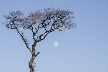 Kahler Baum mit Mond im Hintergrund - KEBF02595