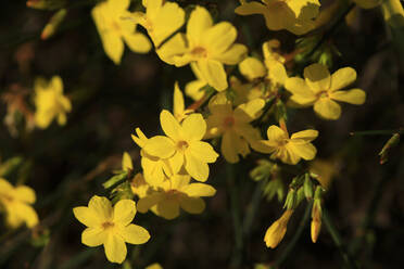 Gelb blühender Winterjasmin (Jasminum nudiflorum) - JTF02292