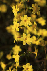 Yellow blooming winter jasmine (Jasminum nudiflorum) - JTF02293