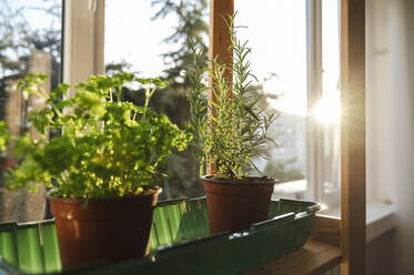 Sunlight on potted plants on window sill at home - ALKF00001