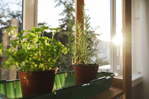 Sonnenlicht auf Topfpflanzen auf der Fensterbank zu Hause - ALKF00001