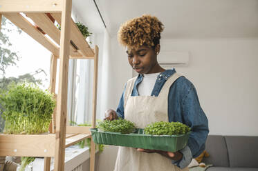 Young woman putting microgreens in container at home - ALKF00032