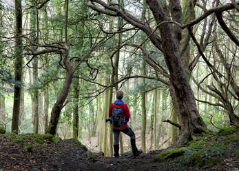 Hiker wearing backpack standing amidst trees in forest - ALRF01919