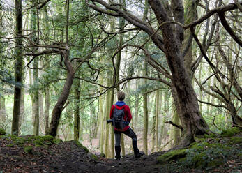 Wanderer mit Rucksack inmitten von Bäumen im Wald stehend - ALRF01919