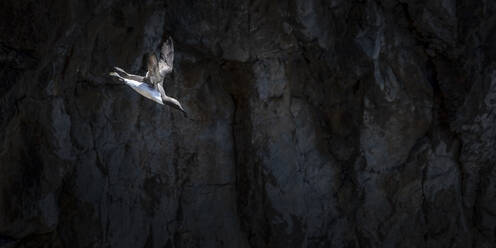 Trottellumme fliegt am Berg vorbei - ALRF01927