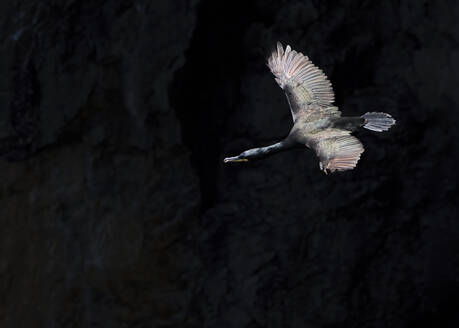 Trottellumme fliegt an der schwarzen Wand vorbei - ALRF01930