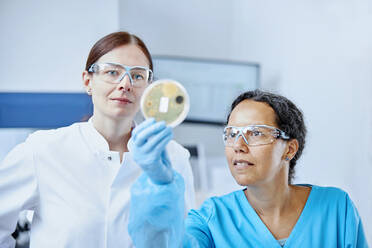 Two female scientists holding petri dish in a microbiological lab - CVF02251