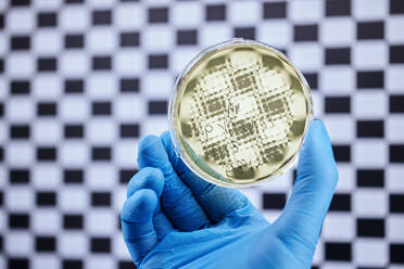 Nahaufnahme eines Wissenschaftlers mit einer Petrischale in einem mikrobiologischen Labor - CVF02266