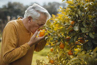 Älterer Mann riecht an Orangenfrüchten und steht am Baum - JOSEF16408