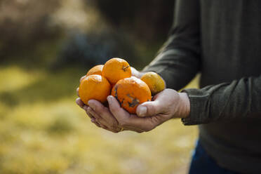 Hands of mature man holding harvested oranges - JOSEF16458