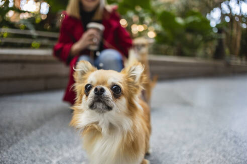 Chihuahua-Hund mit Frau im Hintergrund - JCCMF09026