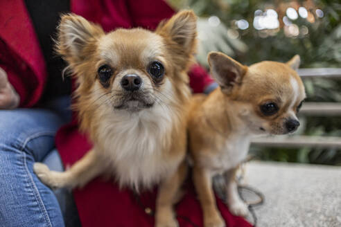 Chihuahua Hunde mit Frau Wand - JCCMF09028