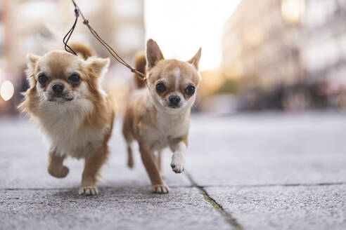 Chihuahua dogs running on footpath - JCCMF09058