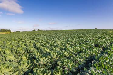 Feld mit frischem Rosenkohl - SMAF02501