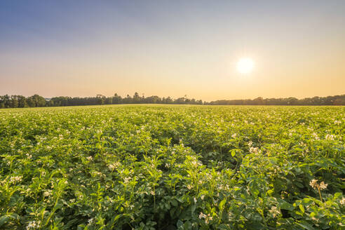 Kartoffelpflanzenfeld bei Sonnenuntergang - SMAF02510