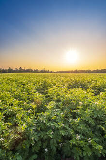 Kartoffelpflanzen auf einem Feld bei Sonnenuntergang - SMAF02511