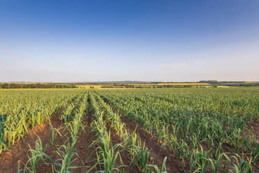 Rows of leeks in field under blue sky - SMAF02512