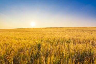 Reife Gerste auf einem Feld bei Sonnenuntergang - SMAF02513