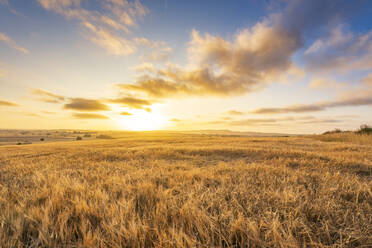 Reife Gerste auf einem Feld vor dem Himmel bei Sonnenuntergang - SMAF02520