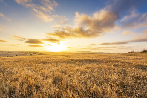 Ripe barley on field in front of sky at sunset - SMAF02520