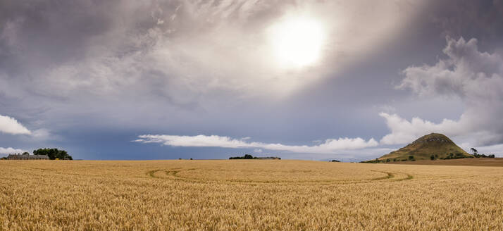 Weizenfeld unter Gewitterwolken mit dem Hügel von North Berwick Law im Hintergrund - SMAF02528