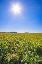 Sojabohnenfeld vor blauem Himmel an einem sonnigen Tag - SMAF02531