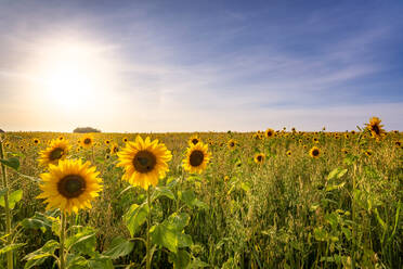 Sunflowers blooming in field on sunny day - SMAF02533