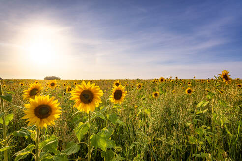 Blühende Sonnenblumen auf einem Feld an einem sonnigen Tag - SMAF02533