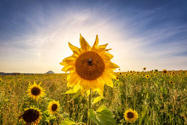 Blühende Sonnenblume auf einem landwirtschaftlichen Feld an einem sonnigen Tag - SMAF02534
