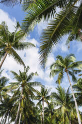 Palm trees under cloudy sky - PNAF04945