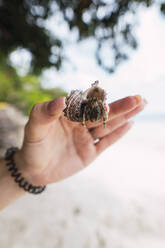 Hand of woman holding hermit crab in front of beach - PNAF04965