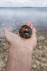 Hand of man holding cypraea tigris in front of sea - PNAF04969