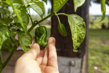 Die Hand einer reifen Frau berührt eine grüne Paprika auf einer Pflanze - MAMF02564