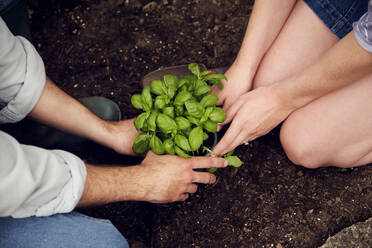 Hände eines Paares, das eine Pflanze in den Boden pflanzt - PWF00701
