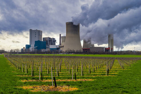 Germany, North Rhine Westphalia, Bergheim, Apple orchard in front of coal-fired power station - FRF01010