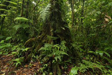 Üppige frische grüne exotische Bäume wachsen Dschungel von Costa Rica auf Sommer Tag - ADSF42995