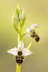 Soft focus of natural ophrys lutea flower growing on green grass covered with dew in summer morning in field - ADSF43023