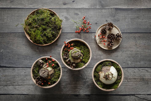Studio shot of potted amaryllis bulbs decorated with moss, pine cones and rose hips - EVGF04254