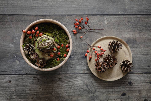 Studio shot of potted amaryllis bulb decorated with moss, pine cones and rose hips - EVGF04255