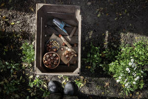Kiste mit Gartengeräten und verschiedenen Pflanzenzwiebeln - EVGF04257